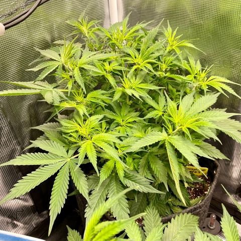 Moonshine Cookies growlog timeline photo