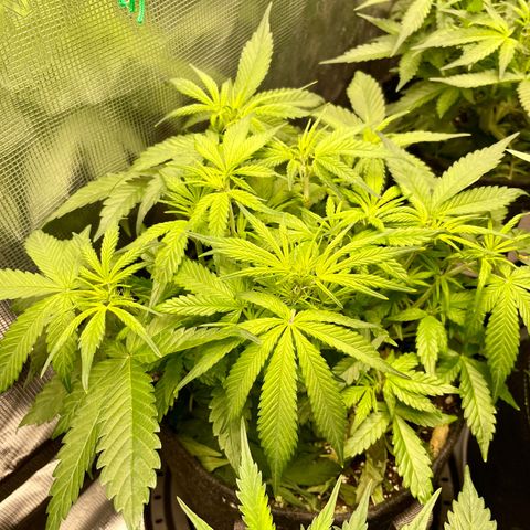 Bruce Banner #1 growlog timeline photo