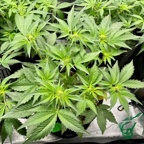 Growlog-Zeitleistenfoto von White Widow #1