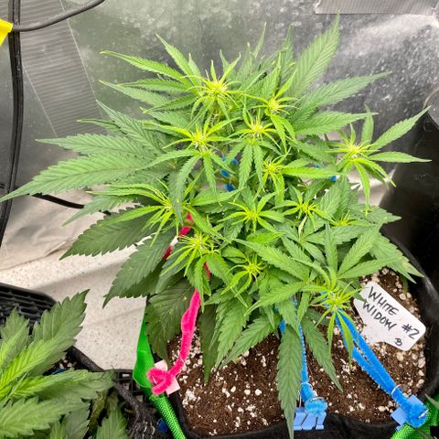 White Widow #2 growlog timeline photo
