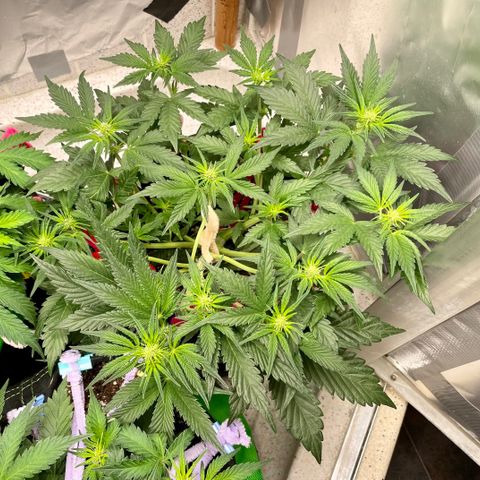 White Widow #3 growlog timeline photo