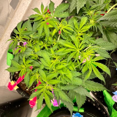 Milky Way - Variegated growlog timeline photo