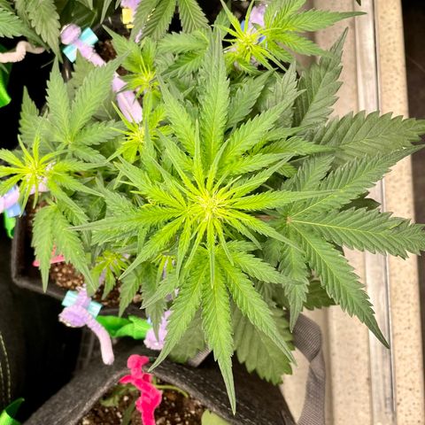 Sexxpot #1 growlog timeline photo