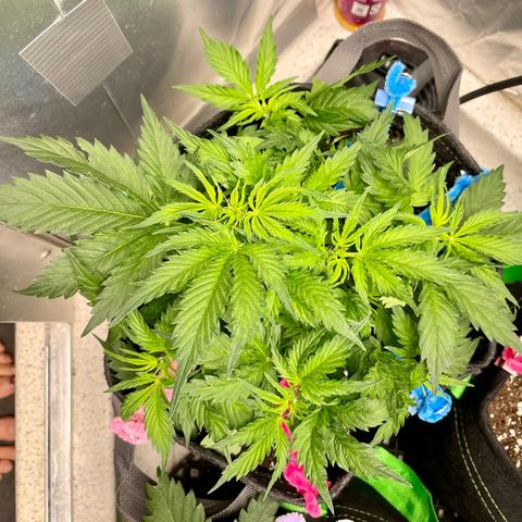 Blue Knight #1 growlog timeline photo