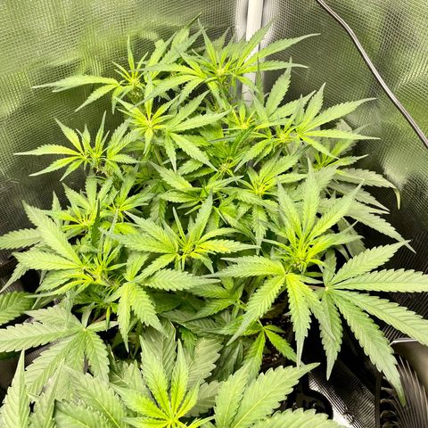 Cinderella #1 growlog timeline photo