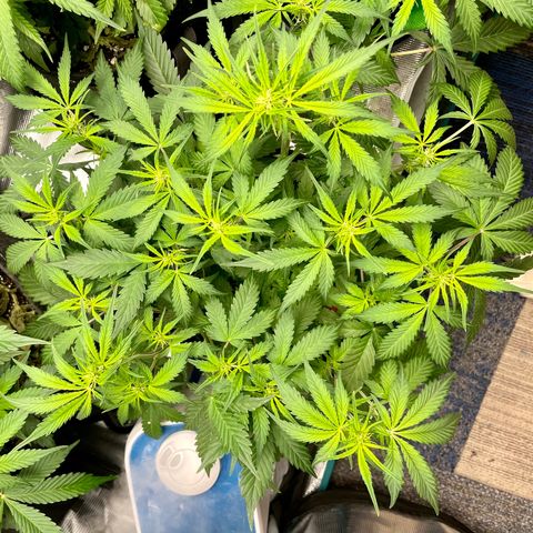 Do-Si-Dos #1 growlog timeline photo