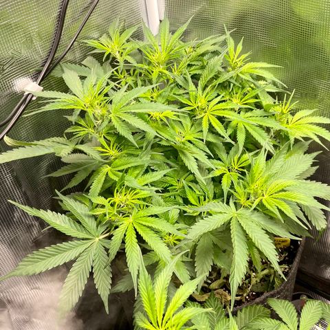 Moonshine Cookies growlog timeline photo