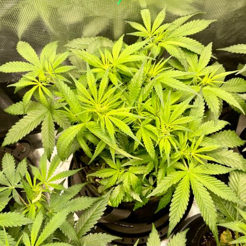 Bruce Banner #1 growlog timeline photo