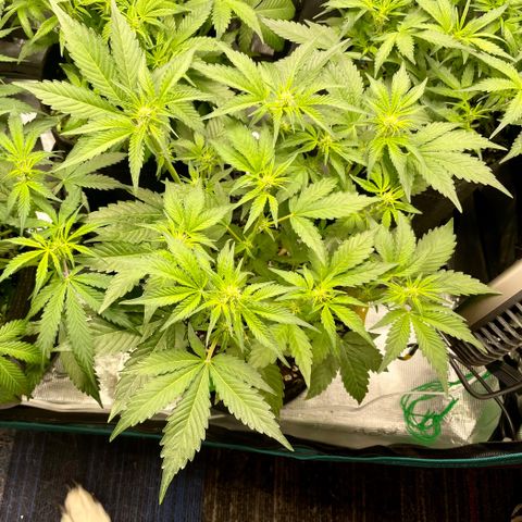 Growlog-Zeitleistenfoto von White Widow #1