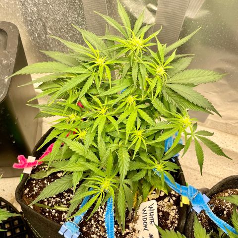 White Widow #2 growlog timeline photo