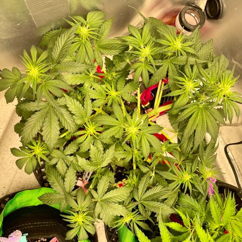 White Widow #3 growlog timeline photo