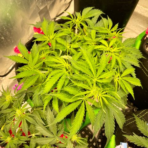 Milky Way - Variegated growlog timeline photo