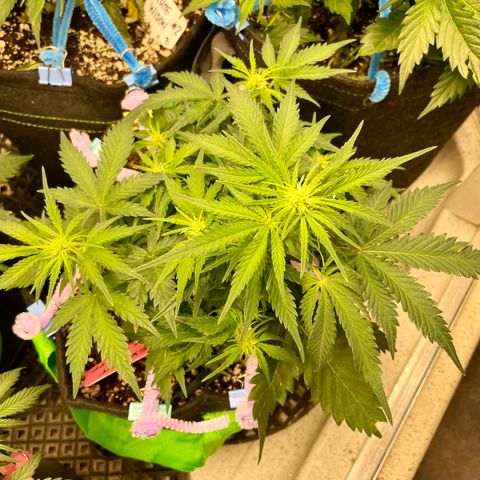 Sexxpot #1 growlog timeline photo