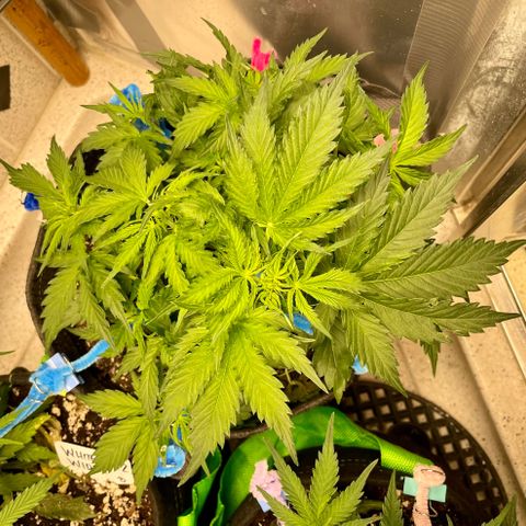 Blue Knight #1 growlog timeline photo