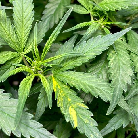 Cinderella #1 growlog photo: She’s got some pretty variegation 