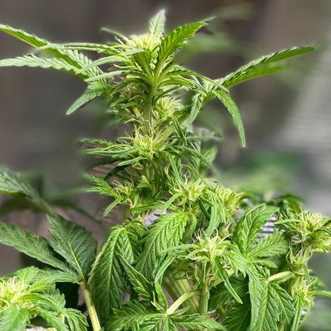 Sexxpot #1 growlog timeline photo