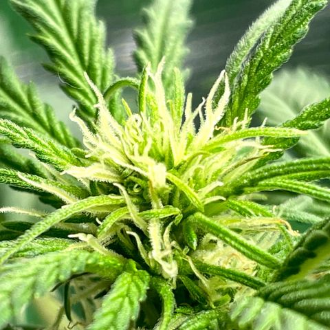 Sexxpot #1 growlog timeline photo