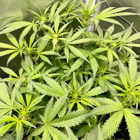 Cinderella #1 growlog timeline photo