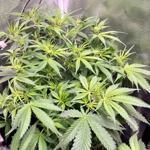 Moonshine Cookies growlog timeline photo