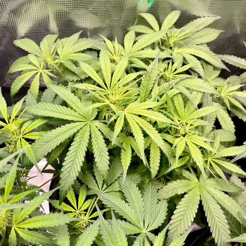 Bruce Banner #1 growlog timeline photo