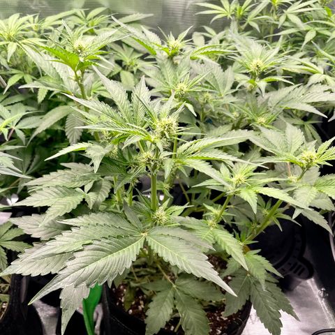 Growlog-Zeitleistenfoto von White Widow #1