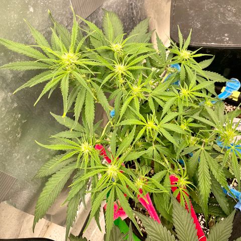 White Widow #2 growlog timeline photo