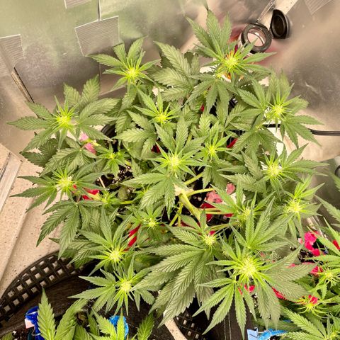 White Widow #3 growlog timeline photo