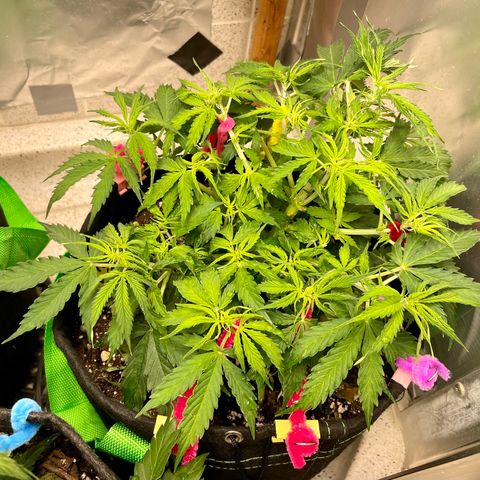 Milky Way - Variegated growlog timeline photo