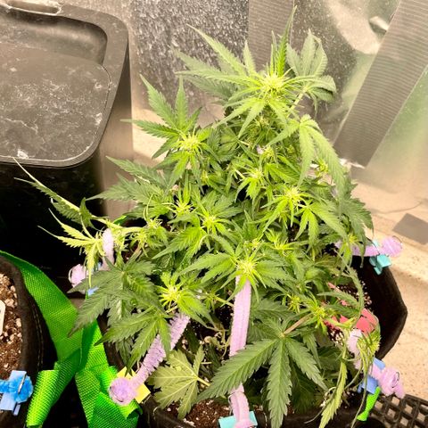 Sexxpot #1 growlog timeline photo