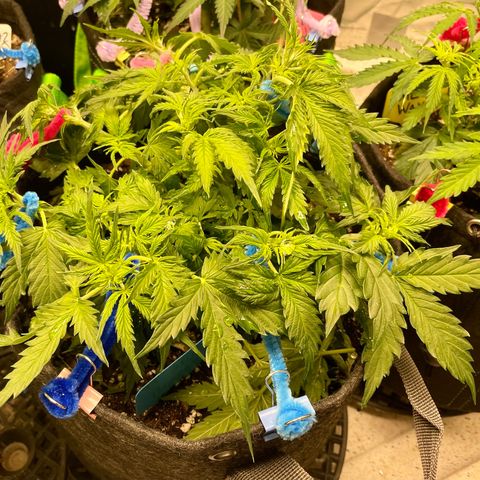 Blue Knight #1 growlog timeline photo