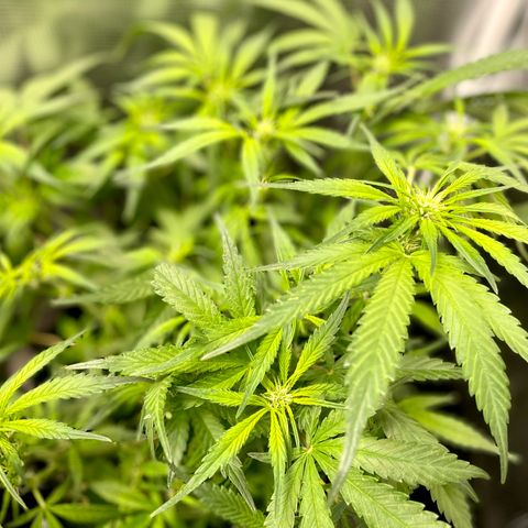 Cinderella #1 growlog timeline photo