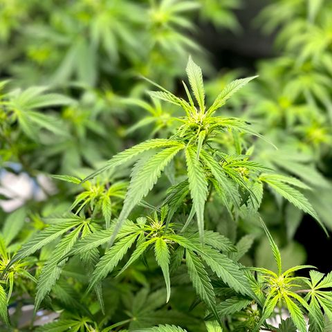 Do-Si-Dos #1 growlog timeline photo