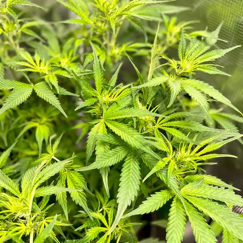 Moonshine Cookies growlog timeline photo