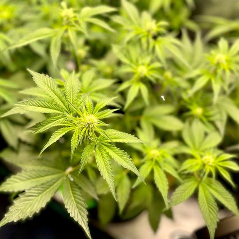 Growlog-Zeitleistenfoto von White Widow #1