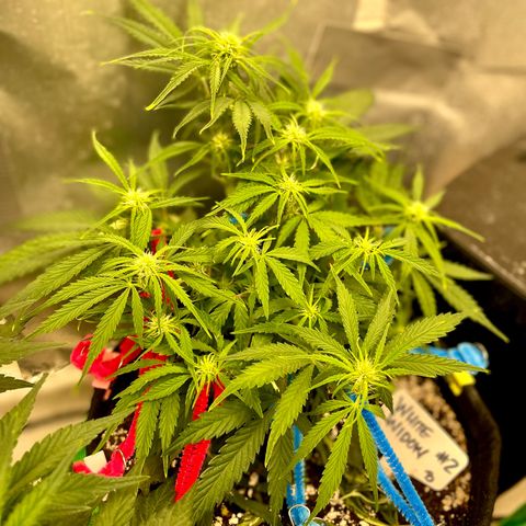 White Widow #2 growlog timeline photo