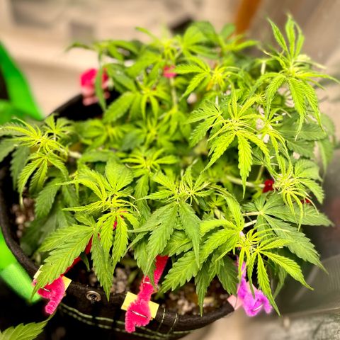 Milky Way - Variegated growlog timeline photo