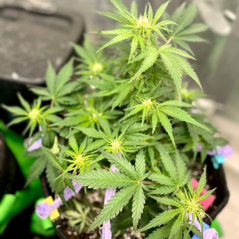 Sexxpot #1 growlog timeline photo