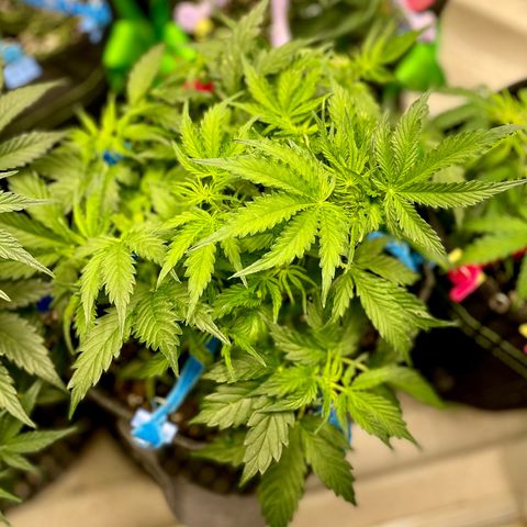 Blue Knight #1 growlog timeline photo