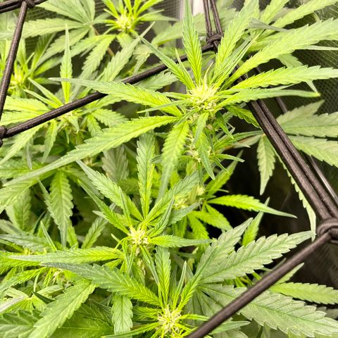 Cinderella #1 growlog photo: She’s reached the trellis net!