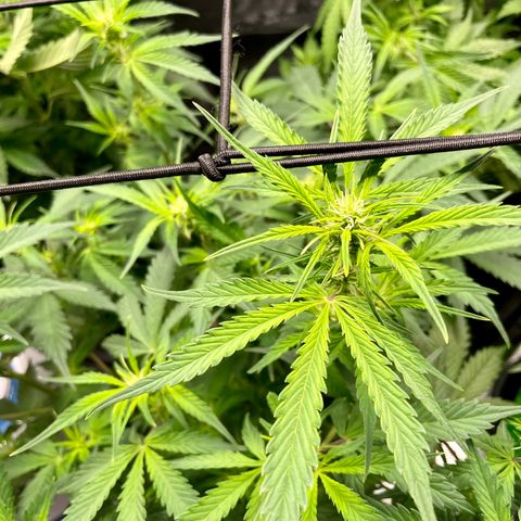 Do-Si-Dos #1 growlog photo: She’s reached the trellis net!