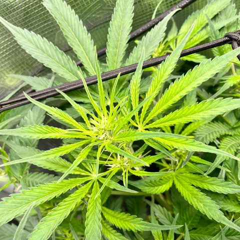 Moonshine Cookies growlog photo: She’s reached the trellis net!