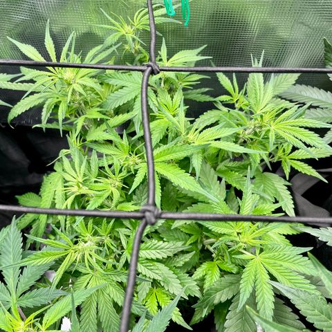 Bruce Banner #1 growlog photo: She’s reached the trellis net!