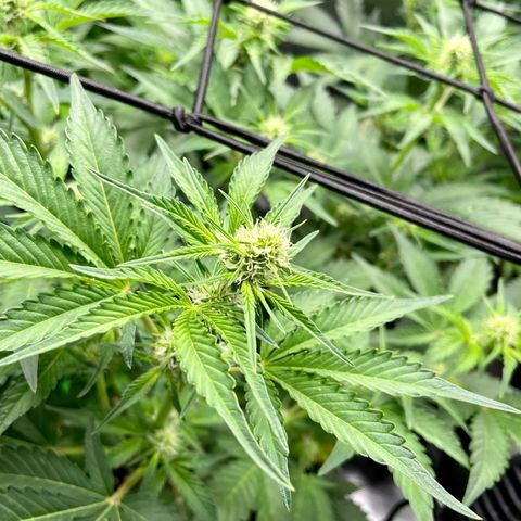 Growlog-Foto von White Widow #1: She’s reached the trellis net!