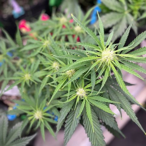 White Widow #2 growlog timeline photo