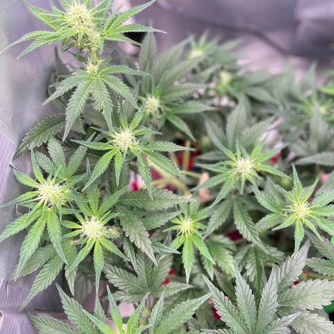 White Widow #3 growlog timeline photo