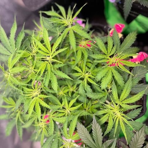 Milky Way - Variegated growlog timeline photo