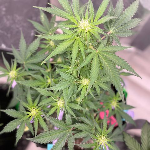 Sexxpot #1 growlog timeline photo