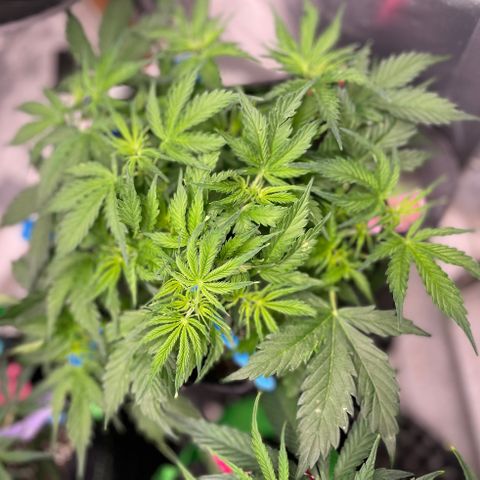 Blue Knight #1 growlog timeline photo