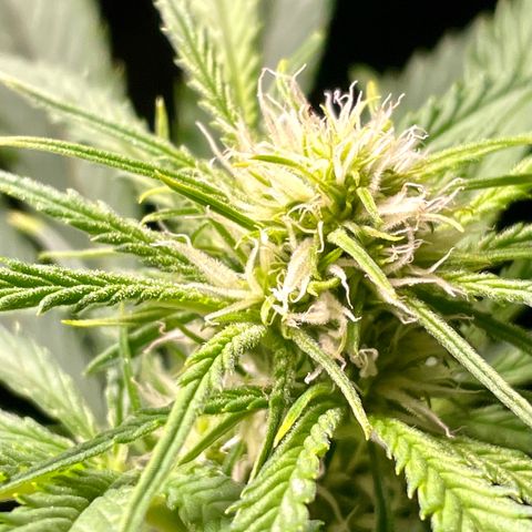 White Widow #2 growlog photo: Budlet 