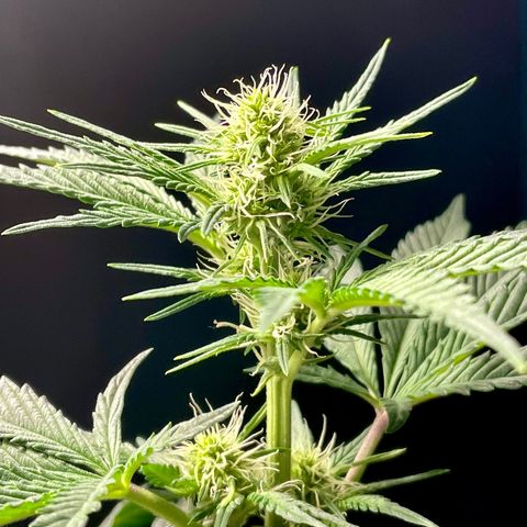 White Widow #3 growlog timeline photo